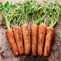 조은먹거리 국내산 당근 흙당근 햇 당근 3kg 5kg 10kg, 1박스, 당근(쥬스용)작은크기-5kg