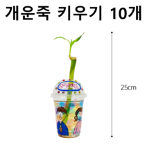 개운죽 키우기 10개 행운목 식물