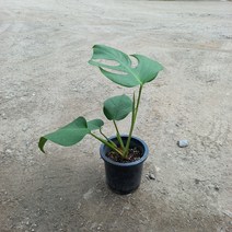 몬스테라 구멍 뚫린 잎이 예쁜 실내공기정화 수경재배가능식물, 1개