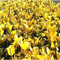 순희농장 황금사철나무 30cm 포트 6개 50cm 2개 70~100cm 1개 황금사철나무 울타리 조경수 관상수 정원수, 황금사철 30cm  (포트 5개)