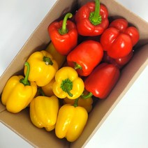 꿀비마켓 21년 햇 빨강 노랑 혼합 못난이 파프리카 2kg 5kg, 빨 노 2색 혼합(못난이)