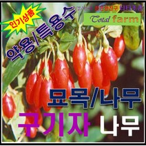 GS3/구기자나무/ 간장.신장보호/삽목 2년생 5주
