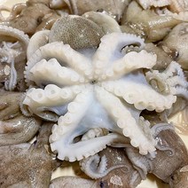 태안 당일조업 활 쭈꾸미 1kg 2kg 제철 알쭈꾸미, 쭈꾸미 2kg