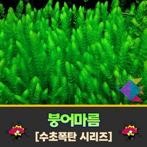 [착한수초] 수초폭탄 풍성한 솔잎 붕어마름 마츠모 50줄기 / 구피은신처 암브리아 붕어마름 마츠모 초보수초 레이아웃 부상수초