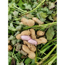 국산 피땅콩 생피 햇피 알 볶음 땅콩 500g, 1kg