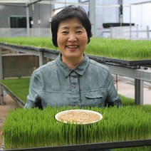 새싹보리 재배용 씨앗 친환경 무농약 집에서 키우기 좋은 식물 도시 농업 베란다 텃밭 3kg