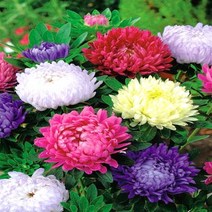 겹과꽃 Duchess Peony 20립
