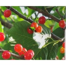 앵두나무묘목, 접목1년생 상묘(+2000)