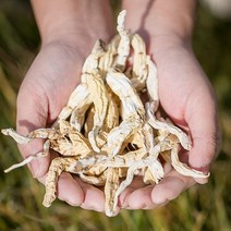 국산 백수오 200g 백하수오 하수오 차 효능 한방재료 한약재 약초, 12TN_국산 하수오(백수오) 200g