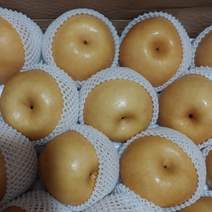 국산 나주배 5kg 아삭하고 달달한 햇배 과일배 배 가정용 선물용 배5kg 꿀배 배즙용 양념용 배선물세트, 7.5kg(13과내)