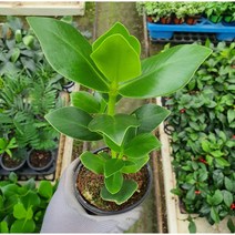 크루시아 화분분갈이 수경재배 반려식물 플랜테리어 실내공기정화식물