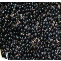 (성실)맥문동씨앗 200립, 1개