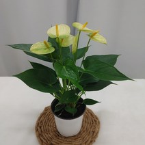 노랑안스리움 새로입고 공기정화식물