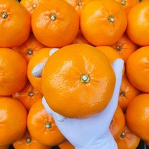 제주 서귀포 한라봉 황금향 레드향 3kg 5kg, 천혜향_당도보장 4.5kg (21-34과)