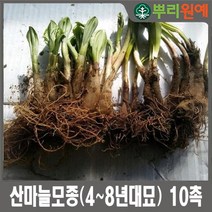 뿌리원예 산마늘 종근 명이나물 종근울릉도종5년생 이상 10개 모종