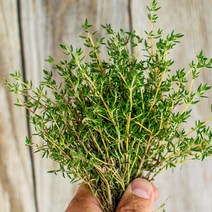 타임 허브 생잎 100g (thyme) 향신료 붉은색, 1개