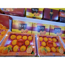 제주도 제주 황금향 로얄과 3kg(11-13과) 제주 황금향 감귤 택배 명절 선물 세트