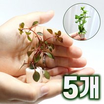 [미미네아쿠아]미미팜스 무결점 여과링 수초 루드위지아 슈퍼레드5개, 1개