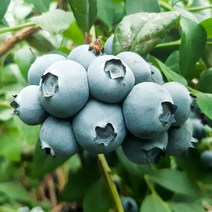 내고향푸드 국내산 냉동 블루베리 1kg, 냉동대과1kg