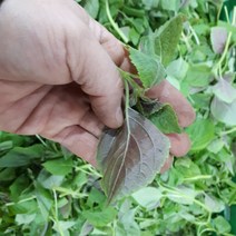 새벽들 들깨순잎(깨순잎) 1kg, 1box