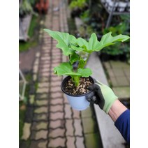 25~45cm 호프셀렘 셀럼 중품 109, 1개