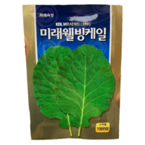 케일 씨앗 미래웰빙케일 1000립 비타민이 풍부한 엽채소 쌈채소 키우기 쉽고 맛있는채소