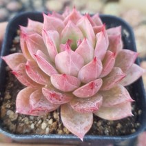 콜로라도