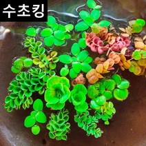 [수초킹] 키우기 쉬운 부상수초 랜덤세트 / 수초맛집 목련 물배추 필란터스 플루이탄스 피시티아 sp. 루드위지아 세디올데스 긴코 생이가래 개구리밥 살비니아 쿠쿠라타 나탄스, 부상수초5종세트 (약30촉)