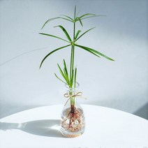 [GREENI] 시페루스 파피루스 수경재배 키우기 쉬운 수상 음지 반려 식물, 식물만(시페루스만)