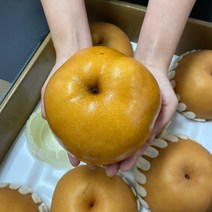 프리미엄 나주배 가정용 추석 선물세트, 가정용 5kg(8-10과), 1박스