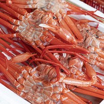 [후레쉬앤푸드] 동해안 홍게 3kg / 10~12미 / 산지직송