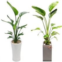 [심고거둠] 대형 극락조 여인초 개업화분 개업식 개업 축하 화분, 흰사기분 중형 (130cm~140cm), 1개