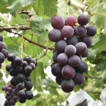 포도신품종 포도종류 신선한 머루포도 고당도 거봉포도, 프리미엄 거봉 2kg 내외 2~4송이