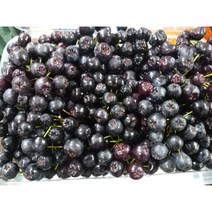 시골팜 생산자직발송 아로니아 햇 생과 10kg(아이스박스 포장)