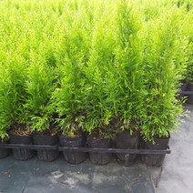 향수묘목농원 에메랄드그린포트묘(25cm~35cm)내외, 메메랄드그린30cm내외, 1개