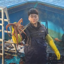 통수산 제철 자연산 돌문어1kg~, 돌문어1.5kg(1~6미), 1개
