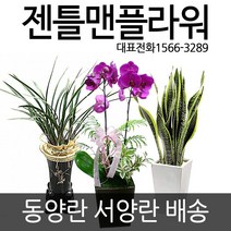 [젠틀맨플라워] 동양란 서양란 개업화분 서양난 동양난 꽃배달, 화분선택:25_산세베리아시멘트(gn_1041)