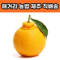 제주 한라봉 제철, 선물용 3KG 대과(06-09과 내외)