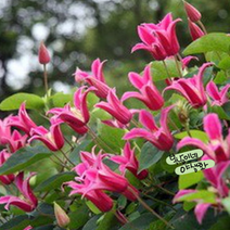 클레마티스 프린세스 다이아나 [1포트](복남이네 야생화 모종 으아리 clematis)