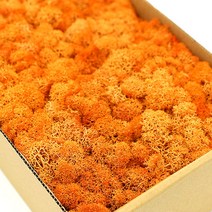 모스이끼 주황 D-05-026