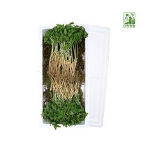 새싹삼 새싹인삼 산양산삼 3년4년근 강원도 100주