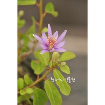묵은둥이 꽃대 수련목 / 사진촬영 2022년 6월 4일