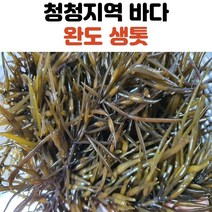 완도 생 톳 나물 1kg 2kg, 완도톳_2kg