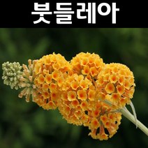 붓들레아(썬골드) 10cm포트 3개/나무 묘목/꽃나무/조경용