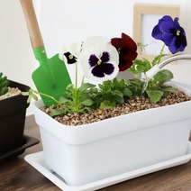 국산 홈가드닝 베란다 텃밭 테라스 화분 소형 유치원 어린이집 식목일 행사 분갈이 사각 화분, 화이트