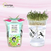 우리가스토리 미니화분키우기 꽃 화초 공기정화식물 새싹 허브 텃밭 화분 상추재배 새싹키우기, 1팩, 한컵새싹농장_알팔파