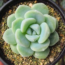 아이시그린 키우기 쉬운 실내 거실 다육 식물 화분 랜덤발송, 단품
