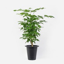 녹보수 식물 모종 중대형(70-80cm) 마이플랜트, 녹보수 중대형, 메이플오크 M, 1개