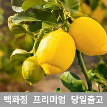 [특등급선별] 레몬 5kg 레몬청만들기 레몬효능 레몬나무 레몬차효능 제주레몬 레몬물 레몬녹차 레몬수 유기농레몬 무농약레몬 썬키스트레몬 팬시레몬 레몬다이어트 레몬먹는법 레몬의효능