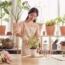 야레카야자 스파티필럼 이레카야자 금사철 거북알로카시아 푸미라 하트호야 보스턴고사리 싱고니움 아레카야자